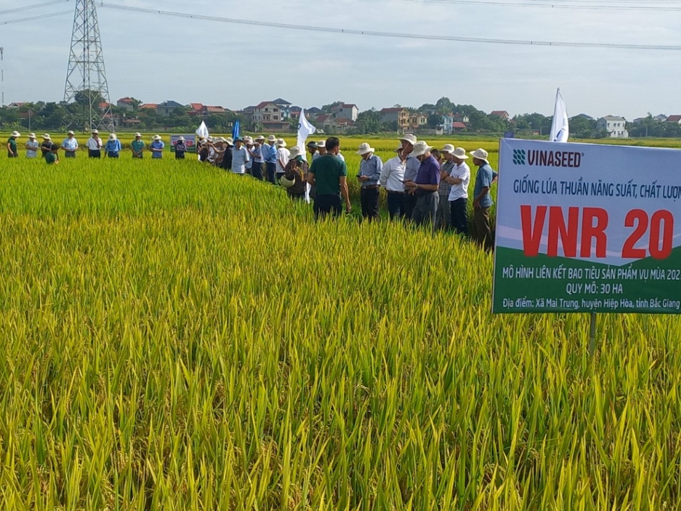 Hội nghị đầu bờ đánh giá mô hình liên kết bao tiêu sản phẩm giống lúa thuần VNR20.